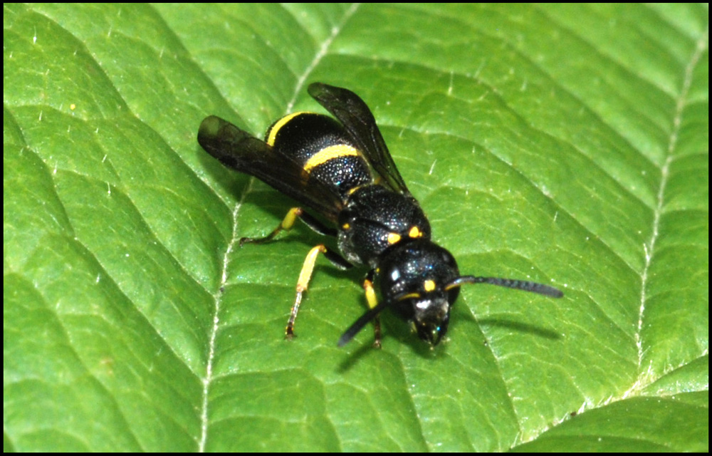 Vespidae Eumeninae: cfr.  Ancistrocerus sp.